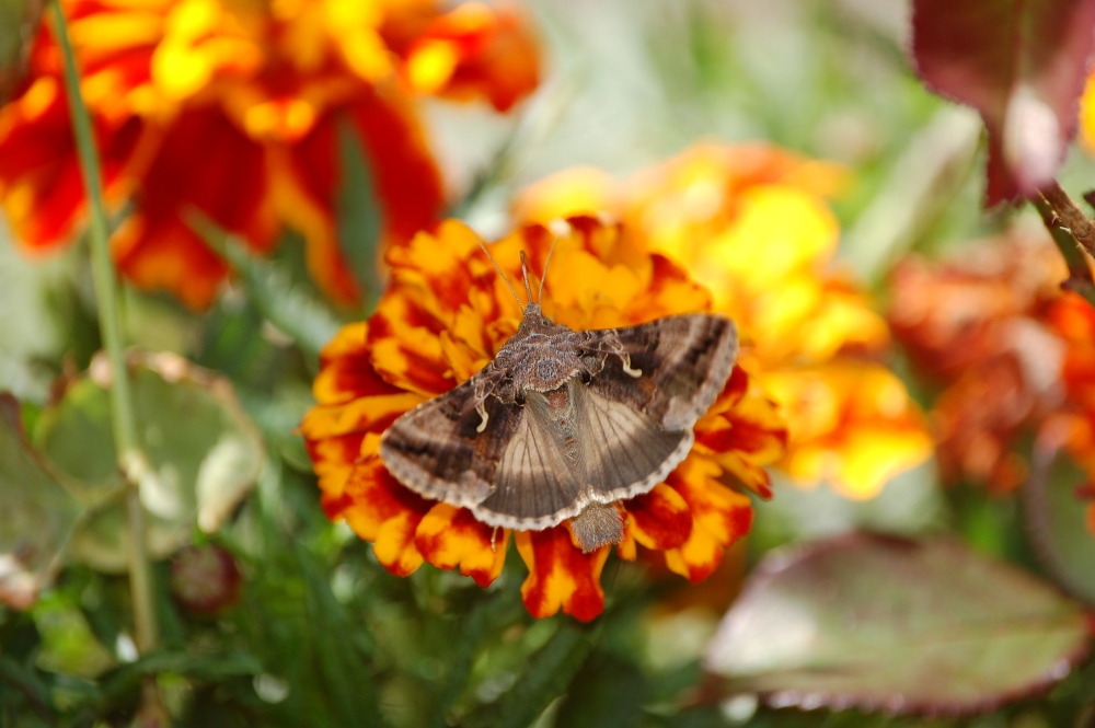 Autographa gamma diurna?